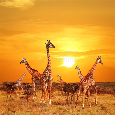 Giraffes in the African Savannah. Beautiful African Landscape at Sunset ...