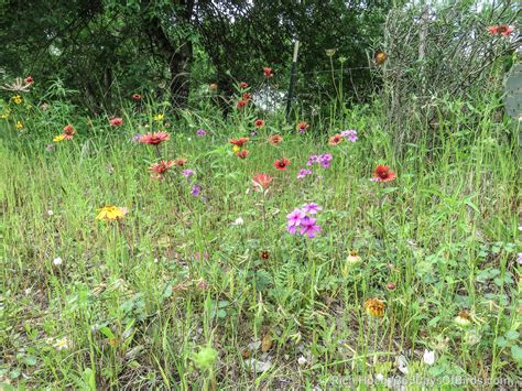 Texas Hill Country Wildflowers! | 365 Days of Birds