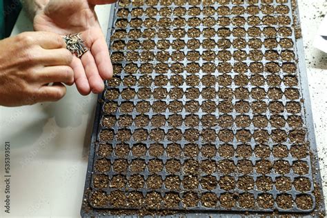 Plastic tray used for planting seedlings Stock Photo | Adobe Stock