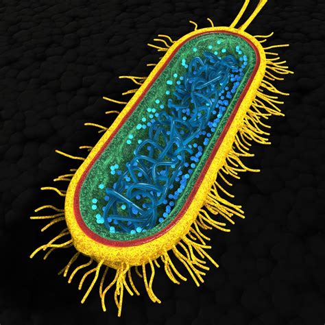 Bacterial Cell Structure 3d