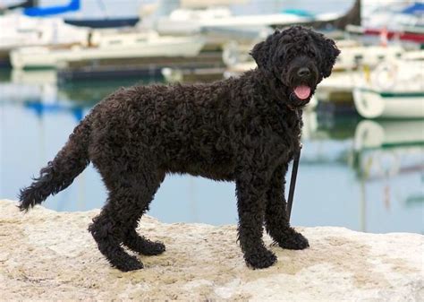 Portuguese Water Dog Info, Life Span, Temperament, Puppies, Pictures