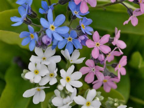 Forget Me Not Flowers : Myosotis Wikipedia / There are about 70 ...