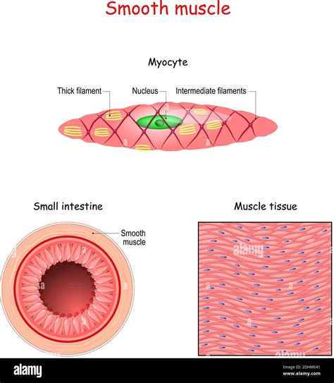 Structure of smooth muscle fibers. anatomy of Myocyte. Background of ...