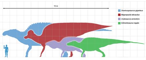 About Hadrosaurs - FossilEra.com