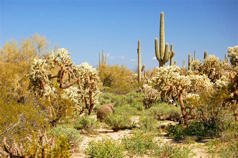 Arizona Feb. 2012 photo by Ted Spurgeon | Cool plants, Desert plants, Photo