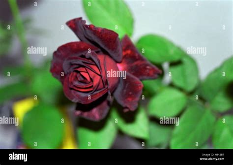Dark brown rose Stock Photo - Alamy