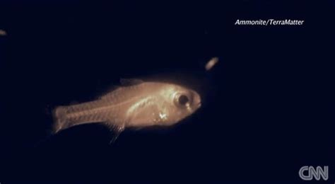 Fish tries to eat an atolla jellyfish : interestingasfuck