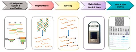 High-Throughput | Free Full-Text | The Cytoscan HD Array in the Diagnosis of Neurodevelopmental ...