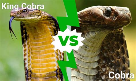 Difference Between Python And King Cobra Difference Between - Riset