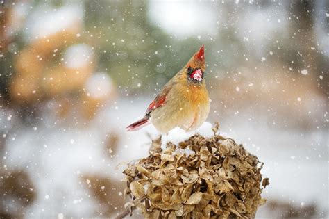 For Photographers: Michigan's Glorious Winter Birds