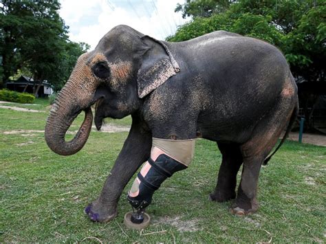 Meet Mosha, the Elephant With a Prosthetic Leg - ABC News