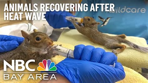 Bay Area Wildlife Centers Help Animals Recover After Brutal Heat Wave - YouTube