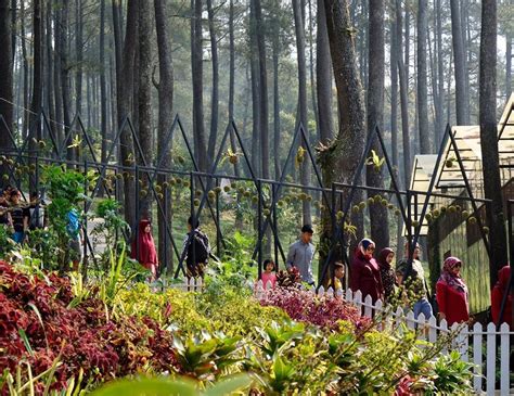 Orchid Forest Cikole Lembang Bandung, Ada Apa Saja Di sana? - Kabar Wisata