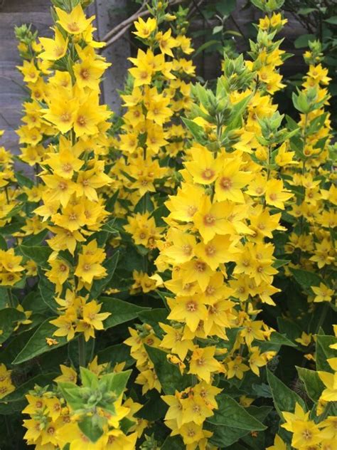 kennenbuild: Yellow Perennial Flowers Identification Uk / Https ...