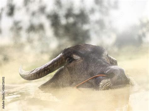 Swamp buffalo Stock Photo | Adobe Stock