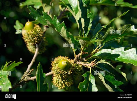 "Acorns on a scrub oak tree, Surrey Stock Photo - Alamy