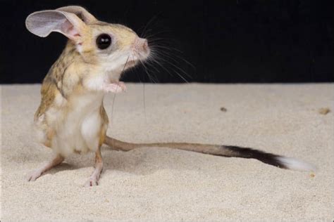 Jerboa Animal Facts - WikiPoint - Wiki Point