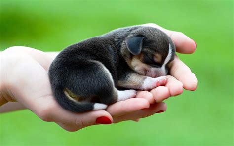 Cute Baby Dogs Wallpapers - Wallpaper Cave