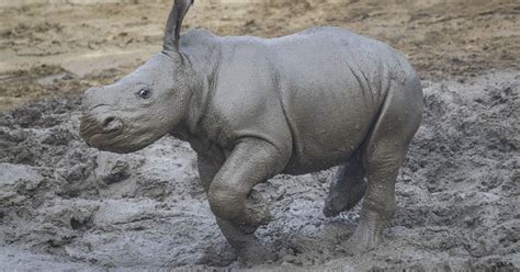 What’s More Fun Than Playing in Mud? Watching a Rhino Calf Play in Mud ...