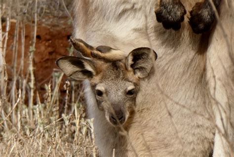 Flinders Ranges Tours,Flinders Ranges Experience 4WD Tours