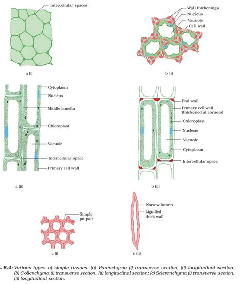 Simple Tissue In Plants