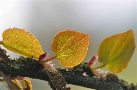 How to Grow and Care for Katsura Trees