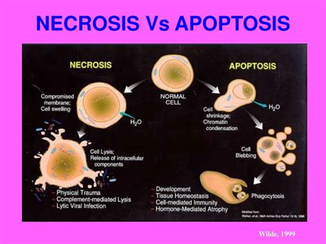 PPT - APOPTOSIS: An overview PowerPoint Presentation, free download - ID:3643088