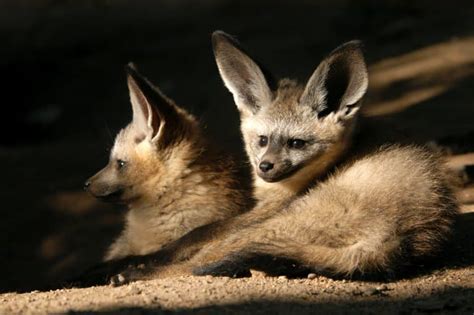 12 Bat-Eared Fox Facts - Fact Animal