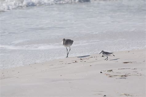 Bird Seagull Beach - Free photo on Pixabay