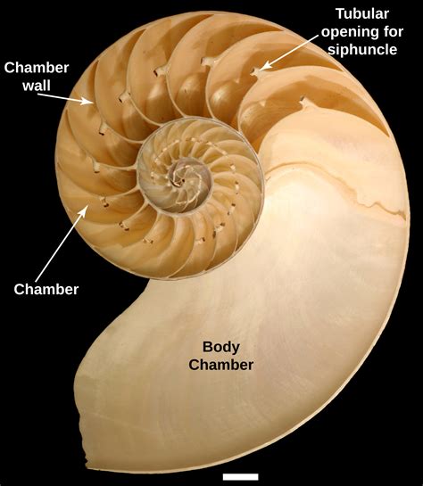 Nautilus Diagram