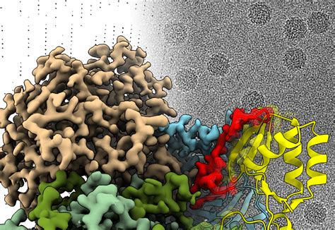 Structural Biology | John Innes Centre