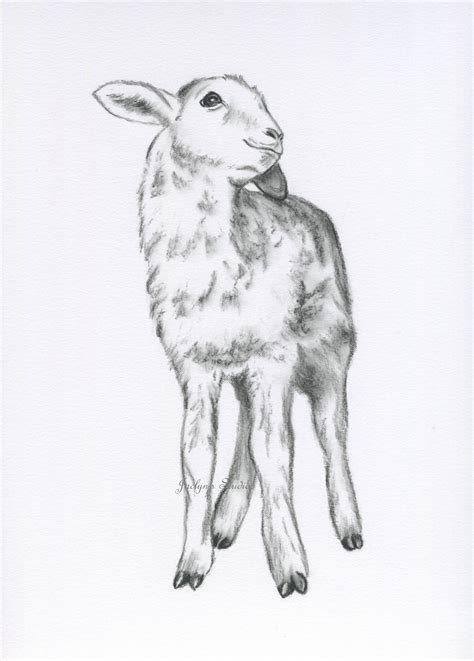 Realistic Lamb Drawing