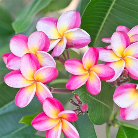 Plumeria Plant, Select Pink Rainbows - Fragrant potted plant – Easy To Grow Bulbs