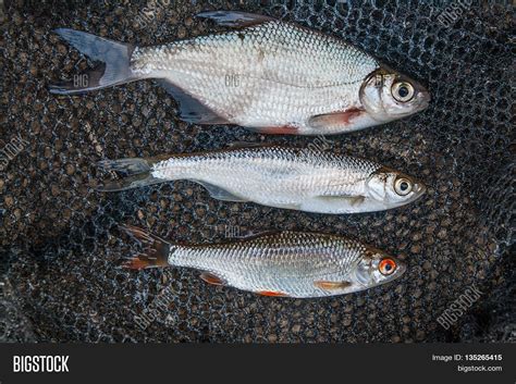 Ablet Bleak Fish, Image & Photo (Free Trial) | Bigstock