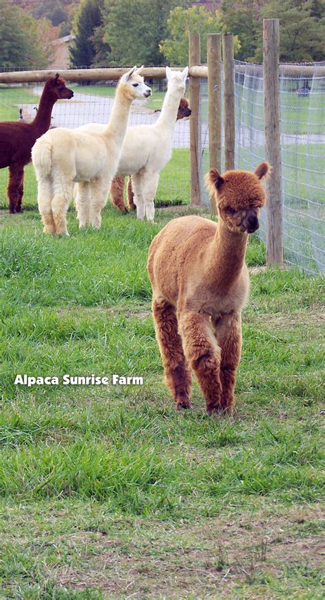 HUACAYA ALPACAS. Alpaca Sunrise Farm is a full-service Alpaca farm ...