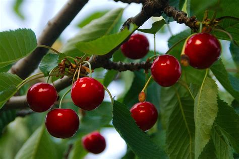 Free photo: Cherries, Fruit, Food, Leaves - Free Image on Pixabay - 808449