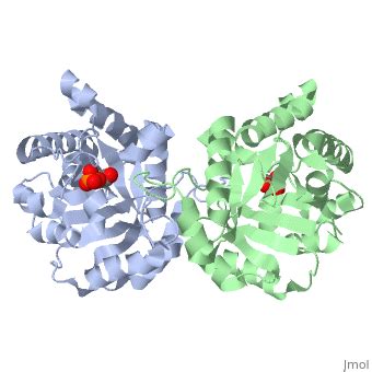 Triose Phosphate Isomerase - Proteopedia, life in 3D