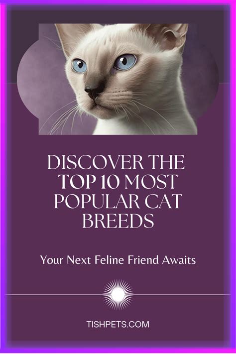Find your new feline friend with our list of the top 10 most loved cat breeds. Learn about each ...