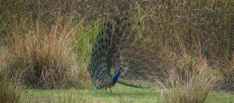 Wildlife - Kanha National Park | Behance