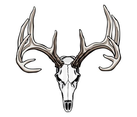 Deer Skulls - ClipArt Best