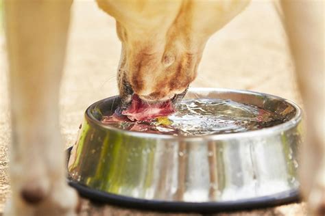 What Foods Cause Liver Damage In Dogs: A Critical Guide