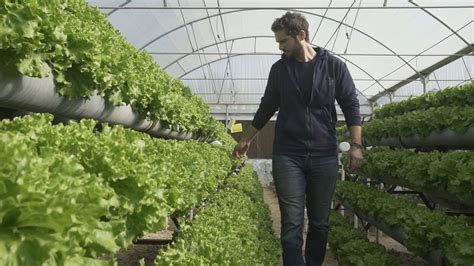 Hydroponic Farming: An Ancient Solution to a New Problem - WAYA