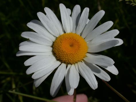 Oxeye Daisy