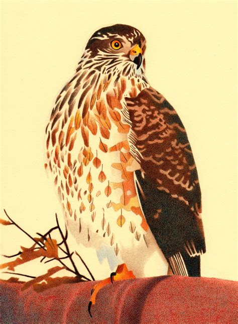 Hawk Pencil Drawing at GetDrawings | Free download