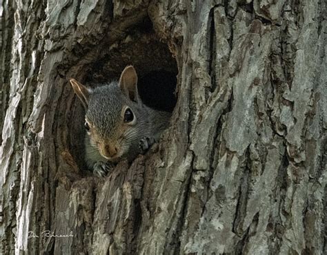 Squirrel in tree hole | #Squirrel in tree hole - #Ottsville … | Flickr