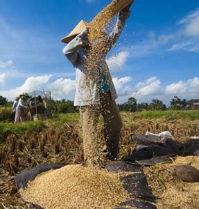 Separating the Wheat from the Chaff | The Whole Grains Council