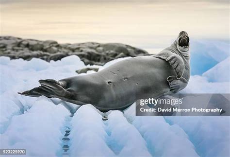 Crabeater Seal Teeth Photos and Premium High Res Pictures - Getty Images