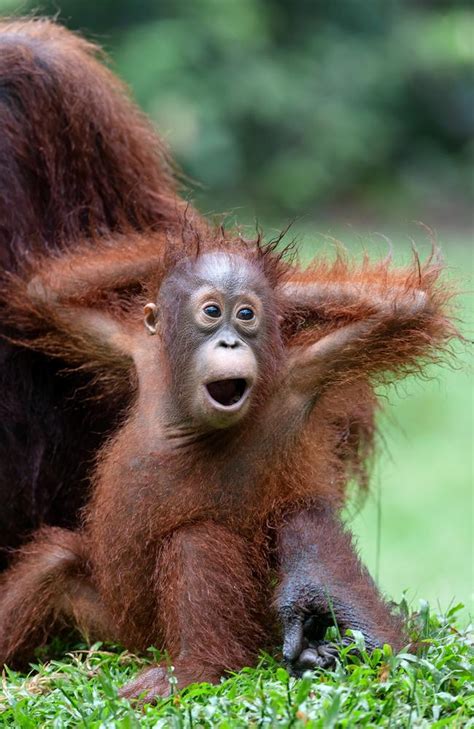 Orang-utans: Photographer Brian Matthews spends ten years in Indonesian rainforest | Herald Sun