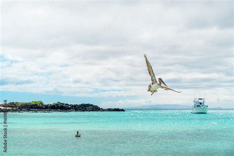 Brown Pelican Flying. Pelican Silhouette Wings Above Blue Ocean ...