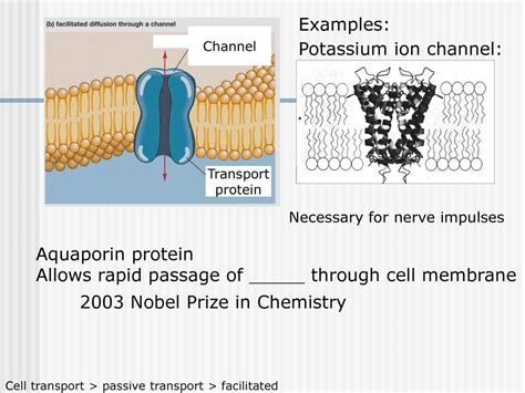 Cell Transport Movement of molecules across cell membranes. - ppt download